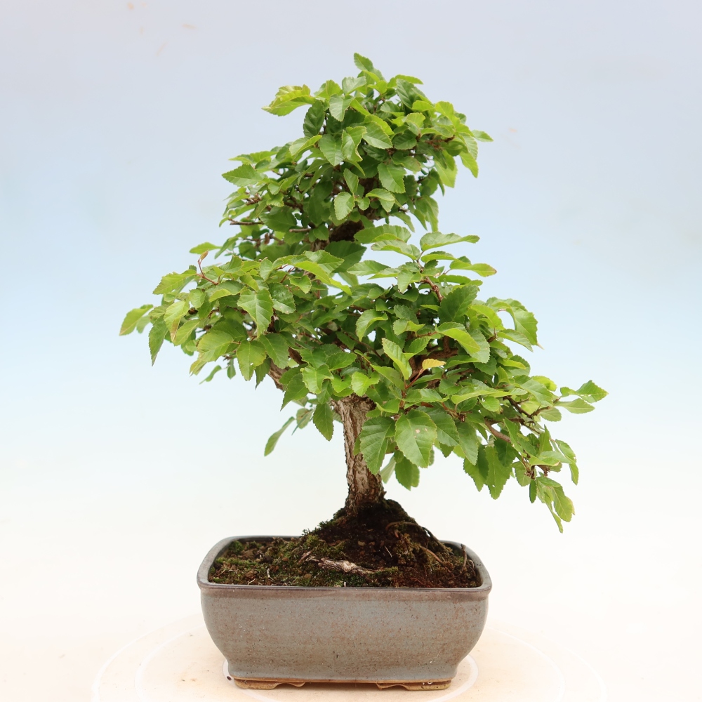 Venkovní bonsai -Carpinus Coreana - Habr korejský