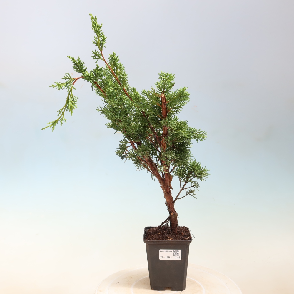 Venkovní bonsai - Juniperus chinensis Kishu -Jalovec čínský