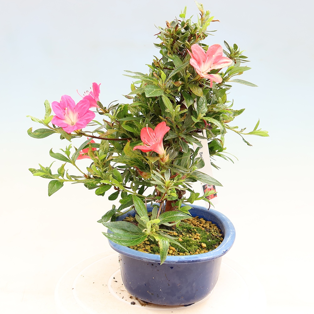 Venkovní bonsai - Japonská azalka - Azalea Beniko