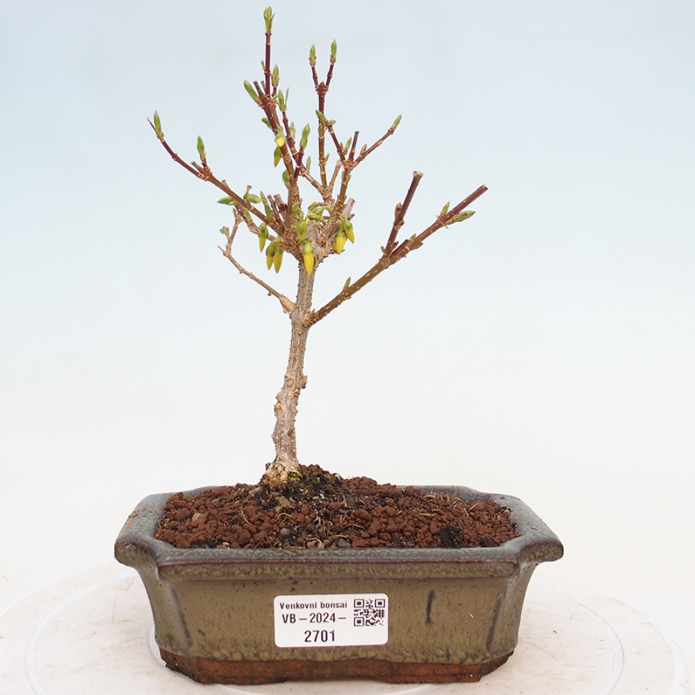 Venkovní bonsai - Zlatice - Forsythia intermedia 