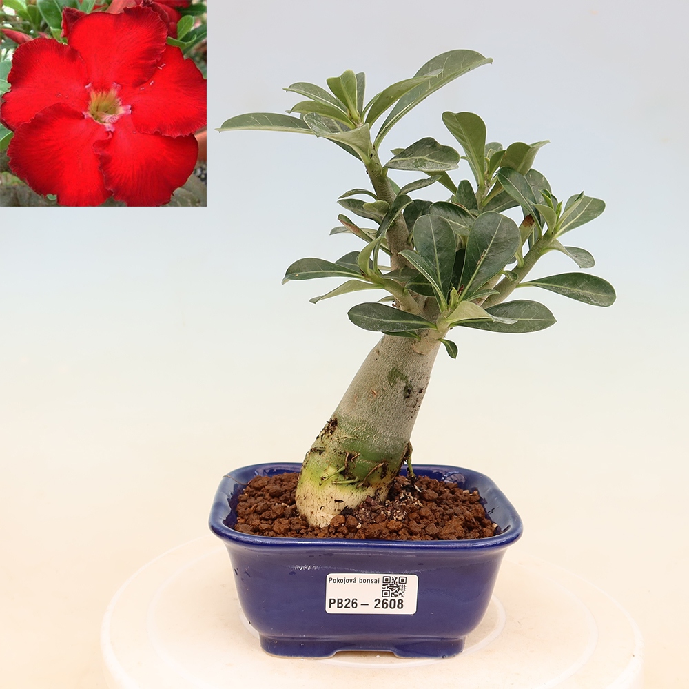 Pokojová bonsai - Adenium obesum Red Star - Pouštní růže