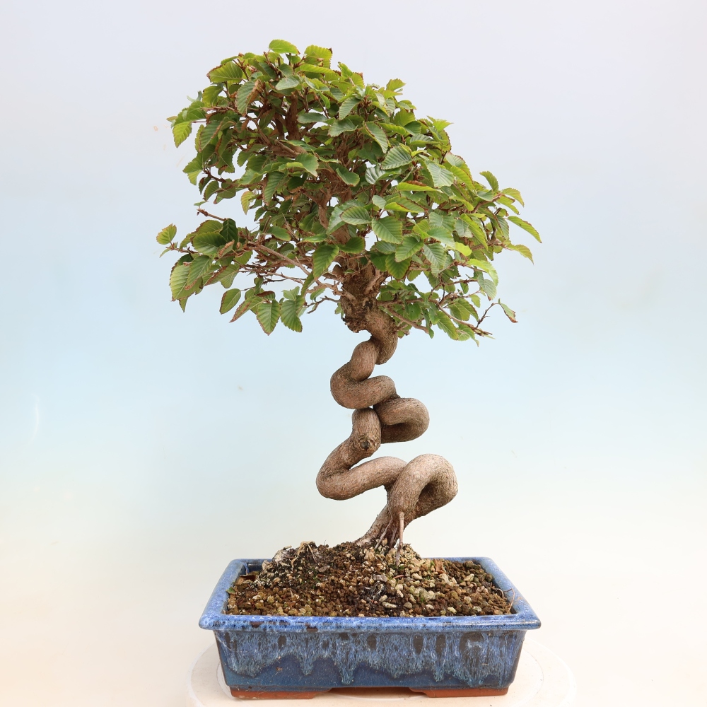 Venkovní bonsai -Carpinus CARPINOIDES - Habr korejský
