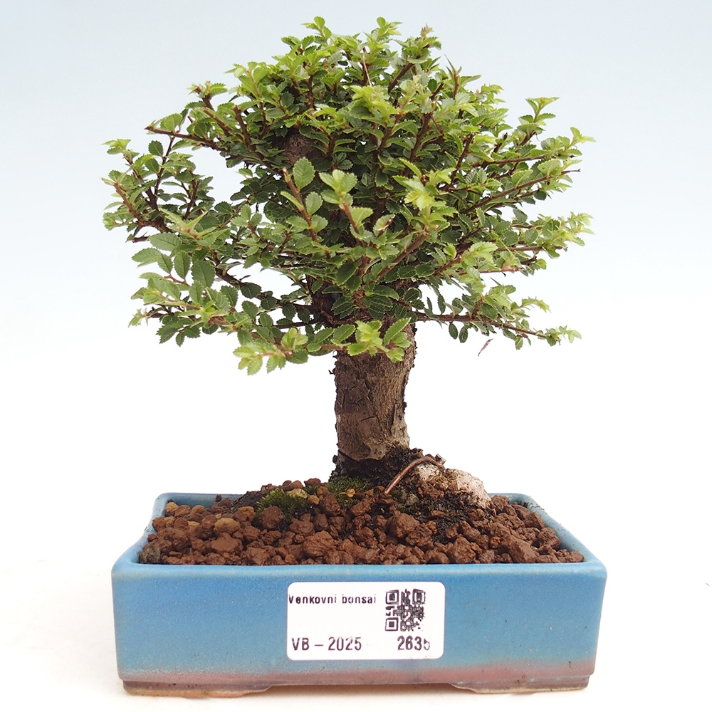 Venkovní bonsai - Ulmus parvifolia Hokkaido - jilm Čínský