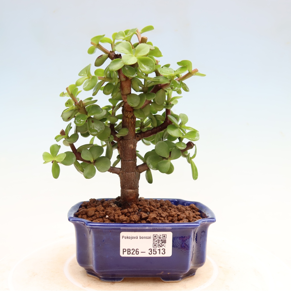 Pokojová bonsai - Portulakaria Afra - Tlustice