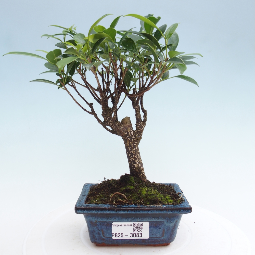 Pokojová bonsai Ficus retusa kimmen
