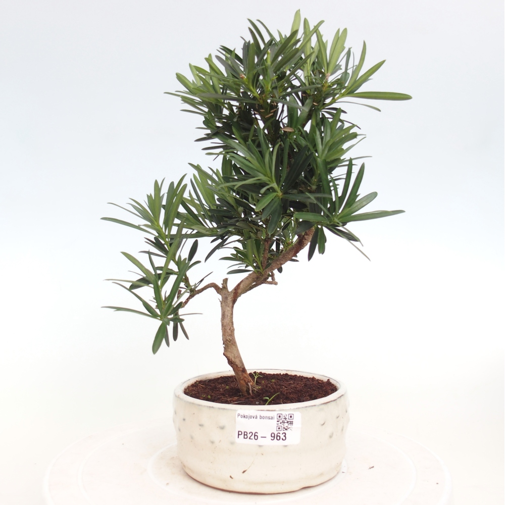 Pokojová bonsai - Podocarpus - Kamenný tis
