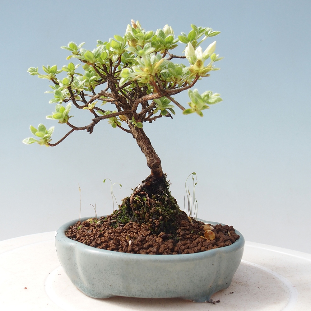 Venkovní bonsai - Rhododendron indicum - Japonská azalka