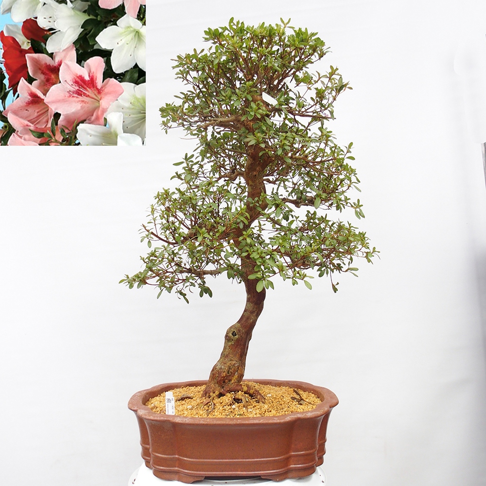 Venkovní bonsai - Japonská azalka - Azalea Sayaka