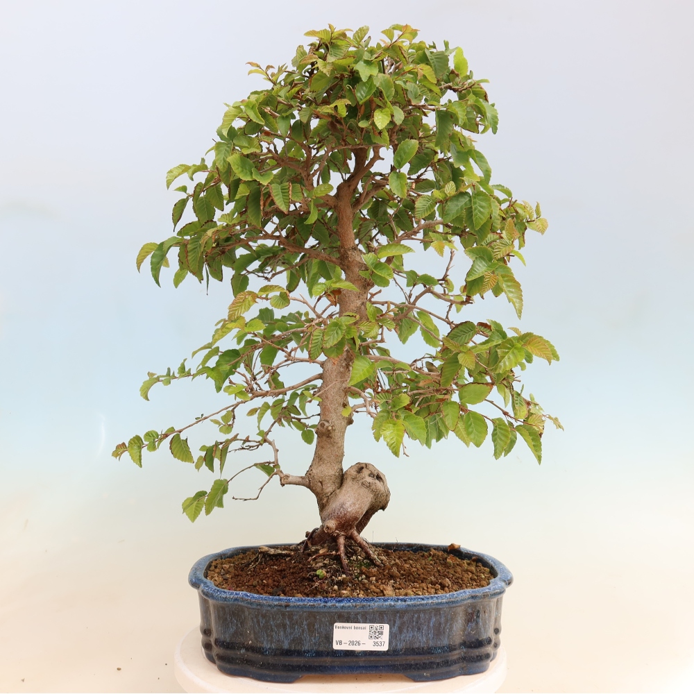 Venkovní bonsai -Carpinus CARPINOIDES - Habr korejský