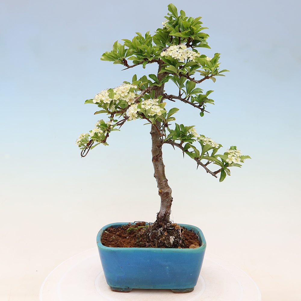 Venkovní bonsai - Pyracantha teton - Hlohyně šarlatová