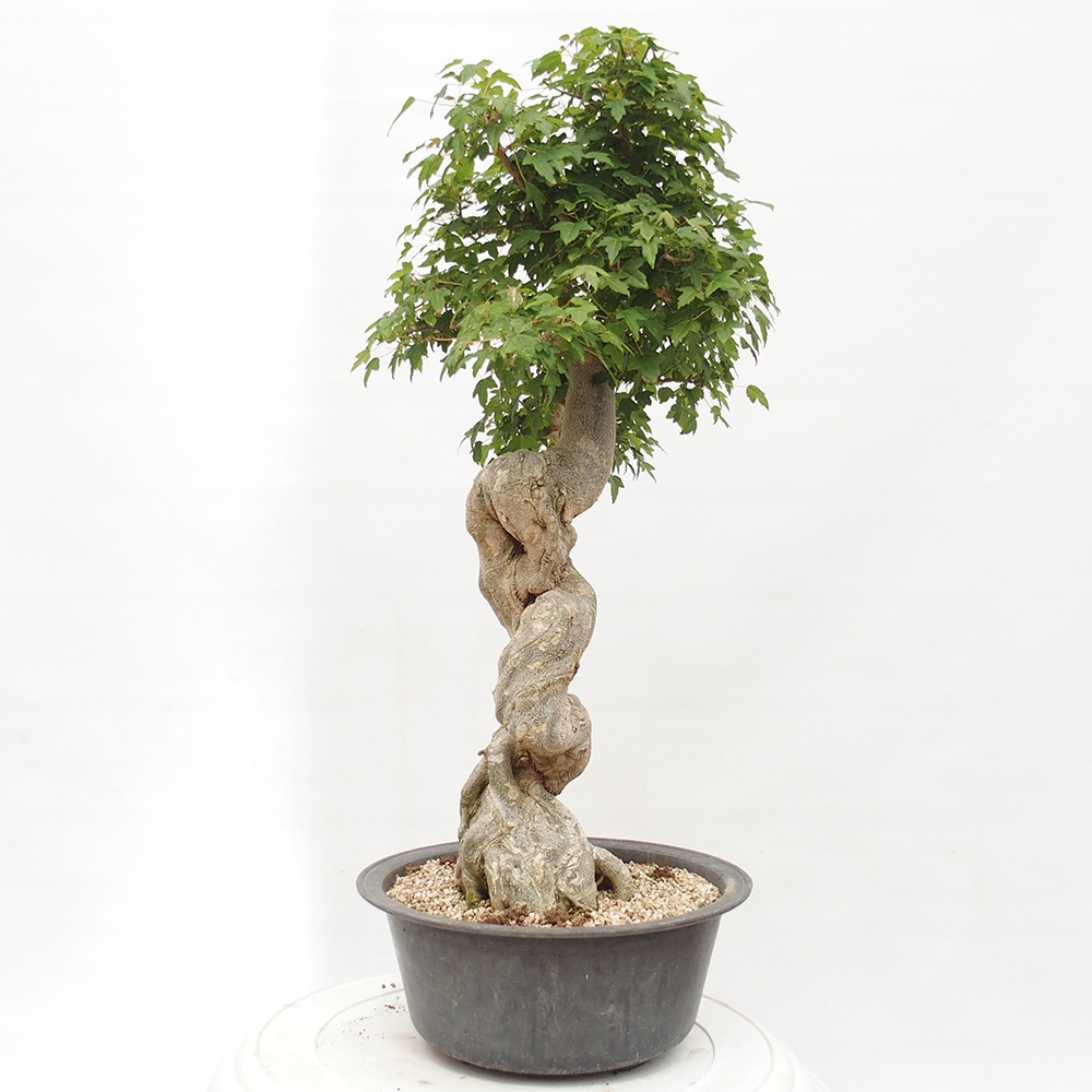 Venkovní bonsai - Acer Buergerianum - Javor Burgerův