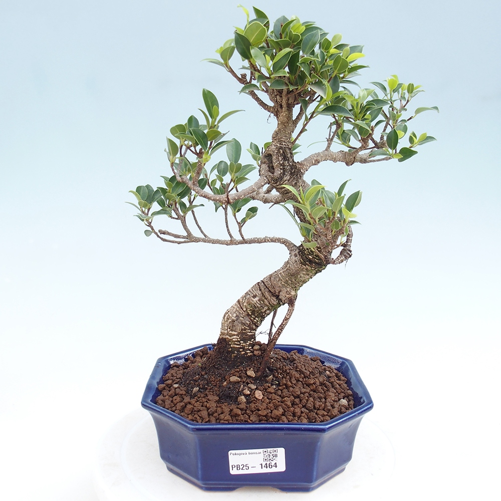 Pokojová bonsai - Ficus retusa -  malolistý fíkus