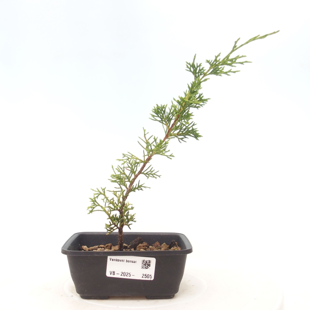 Venkovní bonsai - Juniperus chinensis Itoigawa -Jalovec čínský