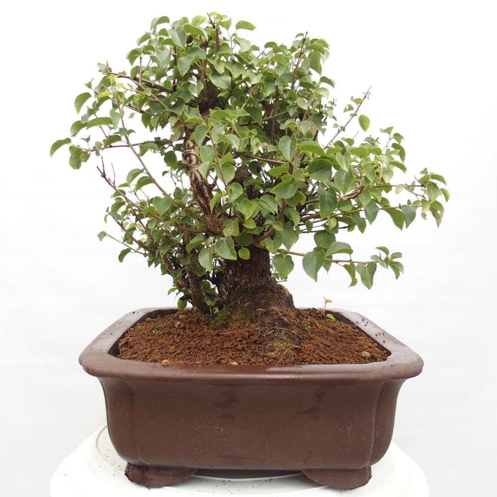 Venkovní bonsai - Mahalebka - Prunus mahaleb