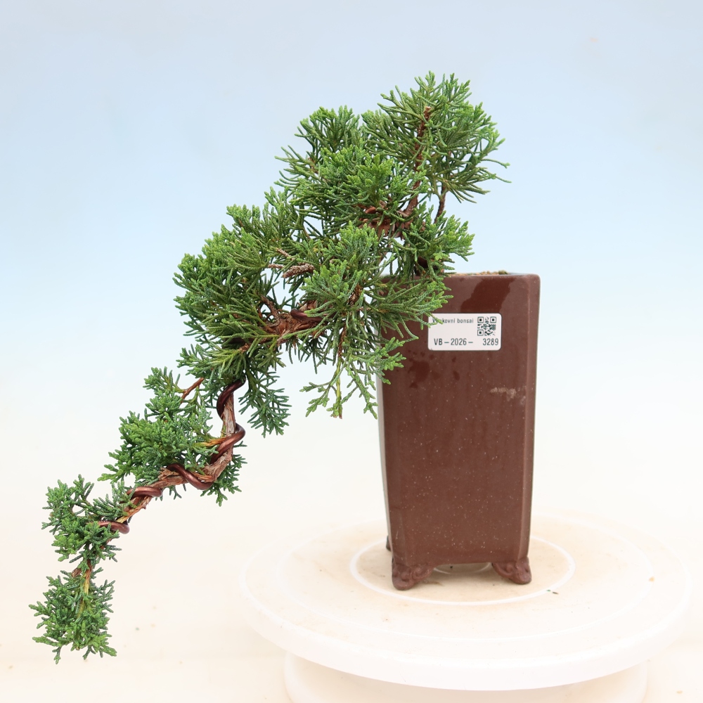 Venkovní bonsai - Juniperus chinensis Kishu -Jalovec čínský