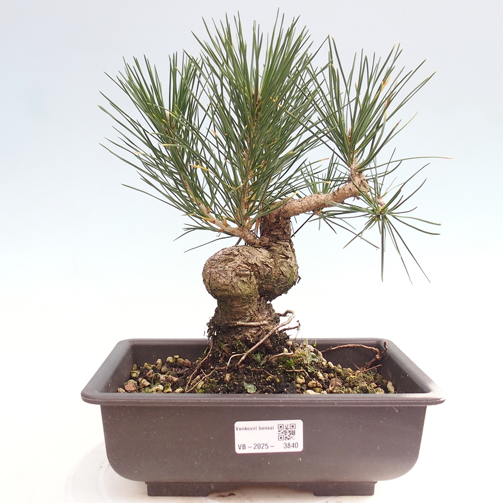 Venkovní bonsai - Pinus thunbergii - Borovice thunbergova