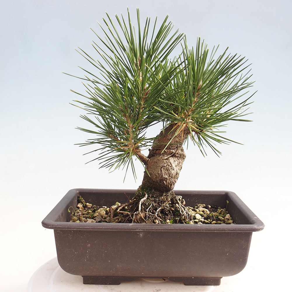 Venkovní bonsai - Pinus thunbergii - Borovice thunbergova