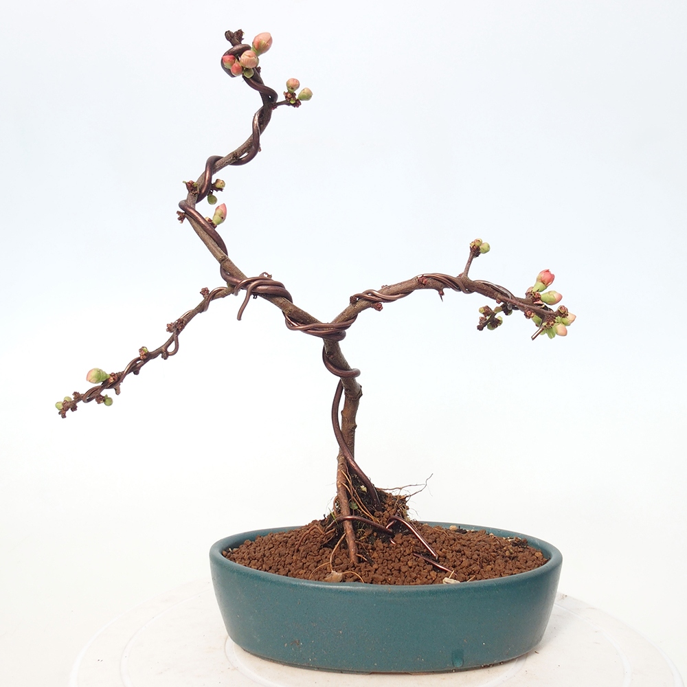 Venkovní bonsai - Chaneomeles s. Red Joy - Kdoulovec 