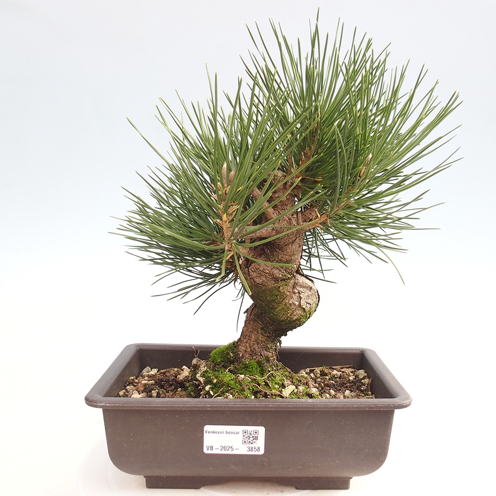 Venkovní bonsai - Pinus thunbergii - Borovice thunbergova