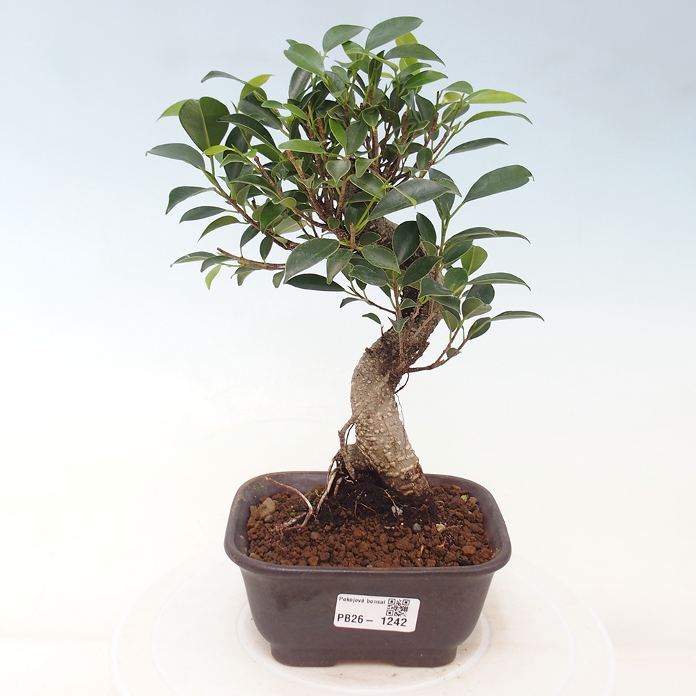 Pokojová bonsai - Ficus retusa -  malolistý fíkus
