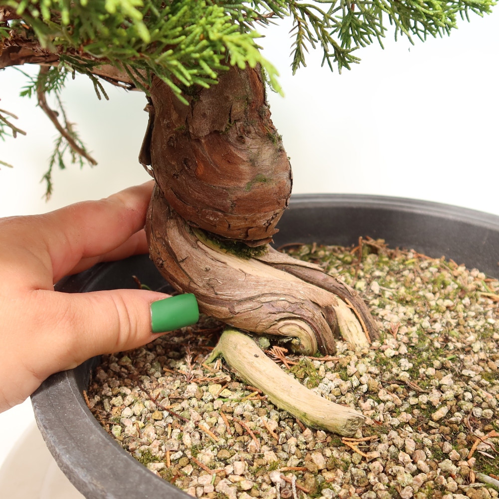 Venkovní bonsai - Juniperus chinensis Itoigawa-Jalovec čínský