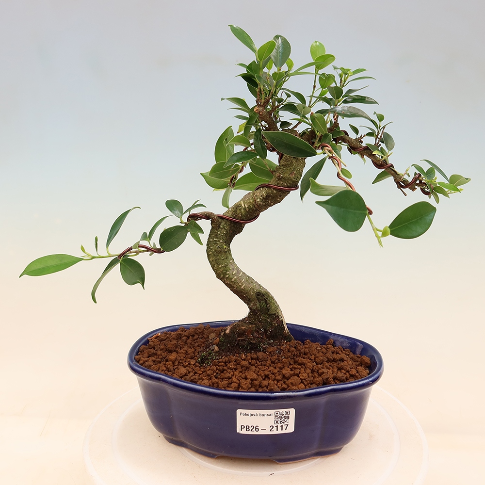 Pokojová bonsai - Ficus retusa -  malolistý fíkus