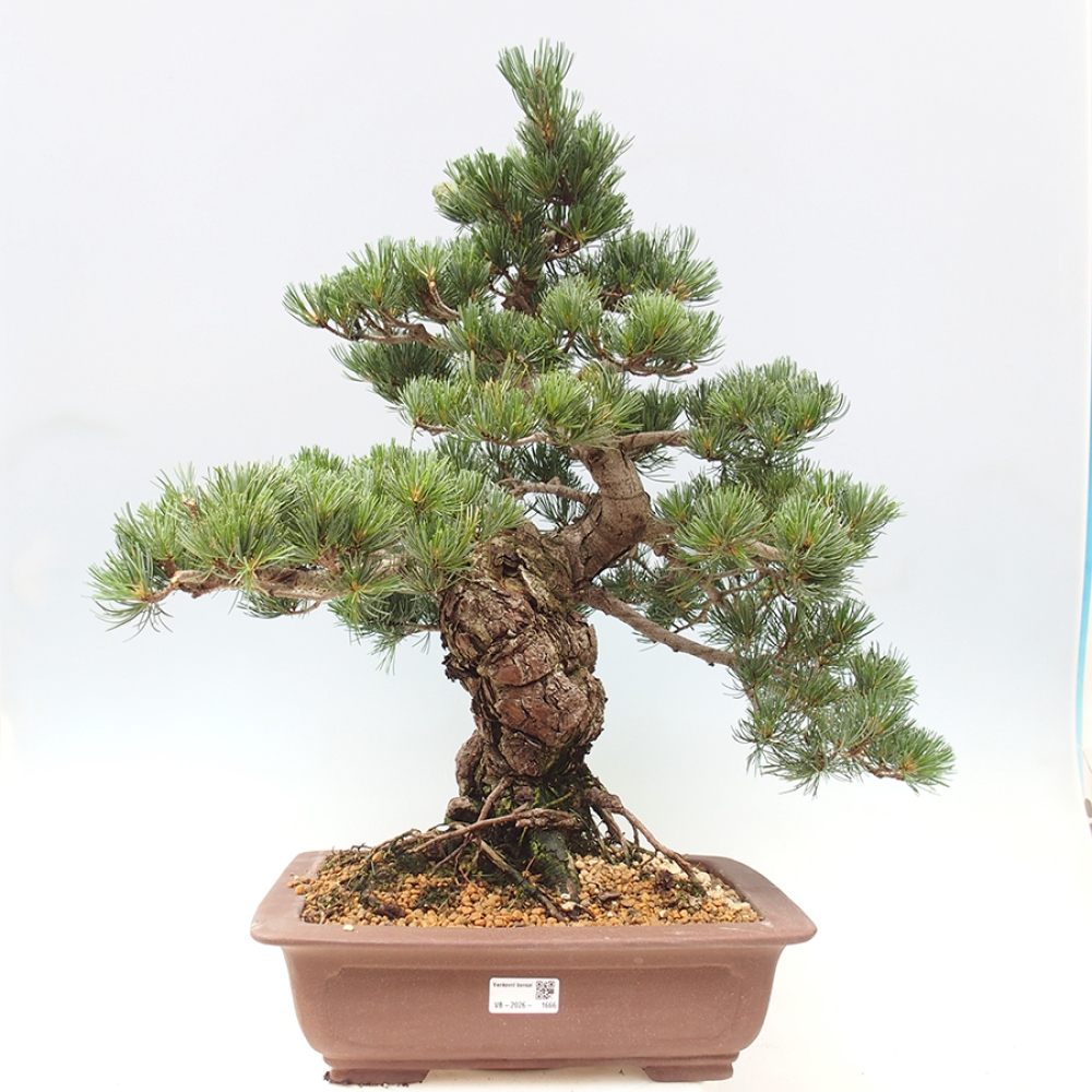 Venkovní bonsai - Pinus parviflora - Borovice drobnokvětá
