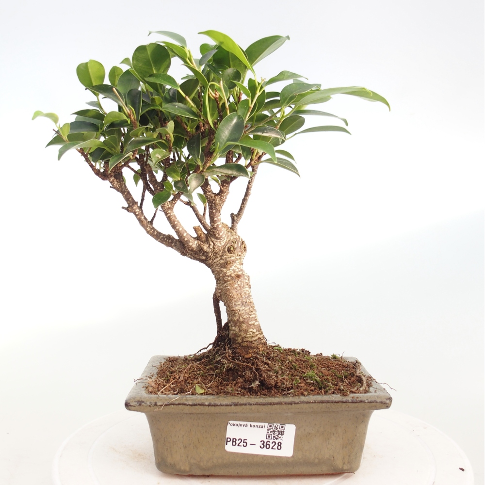 Pokojová bonsai - Ficus retusa -  malolistý fíkus