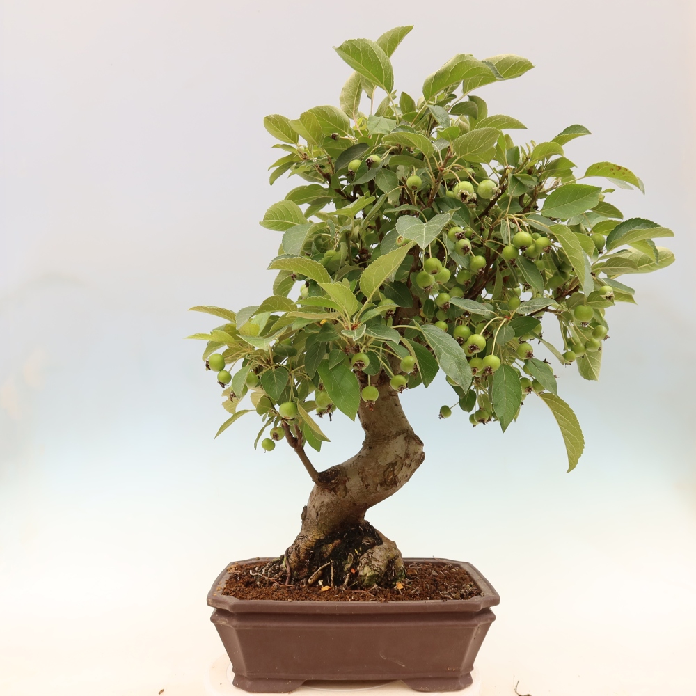 Venkovní bonsai -Malus halliana - Maloplodá jabloň