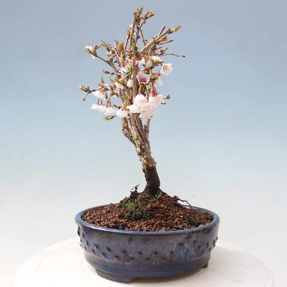 Venkovní bonsai - Prunus incisa Kojou-no mai-Slivoň vyříznutá