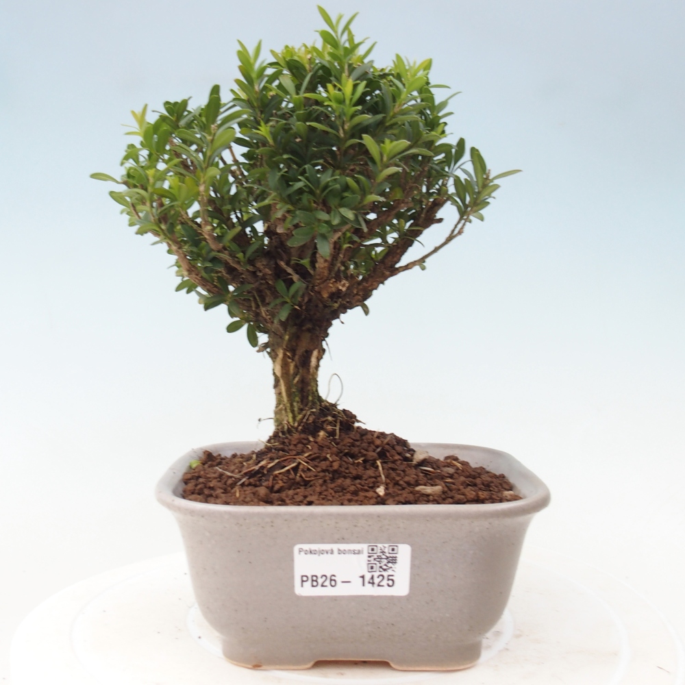 Pokojová bonsai - Buxus harlandii -korkový buxus
