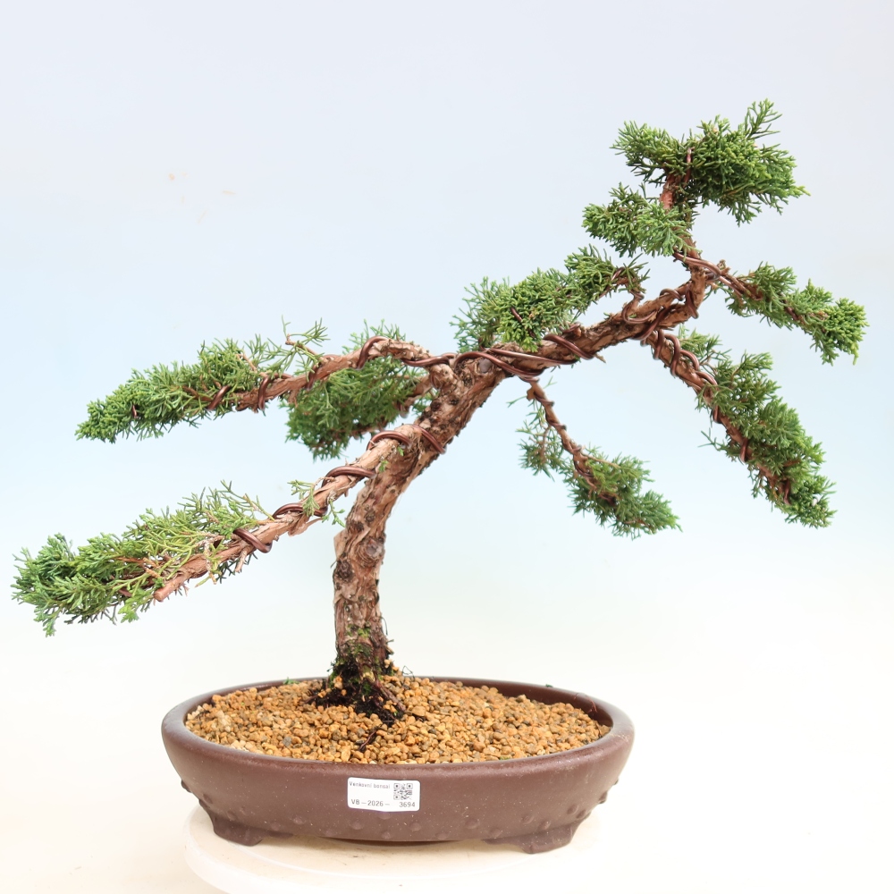 Venkovní bonsai - Juniperus chinensis Kishu -Jalovec čínský