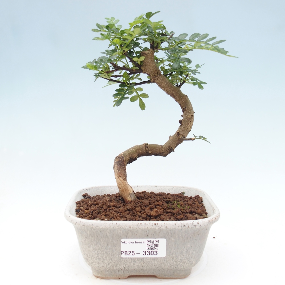 Pokojová bonsai - Zantoxylum piperitum - pepřovník