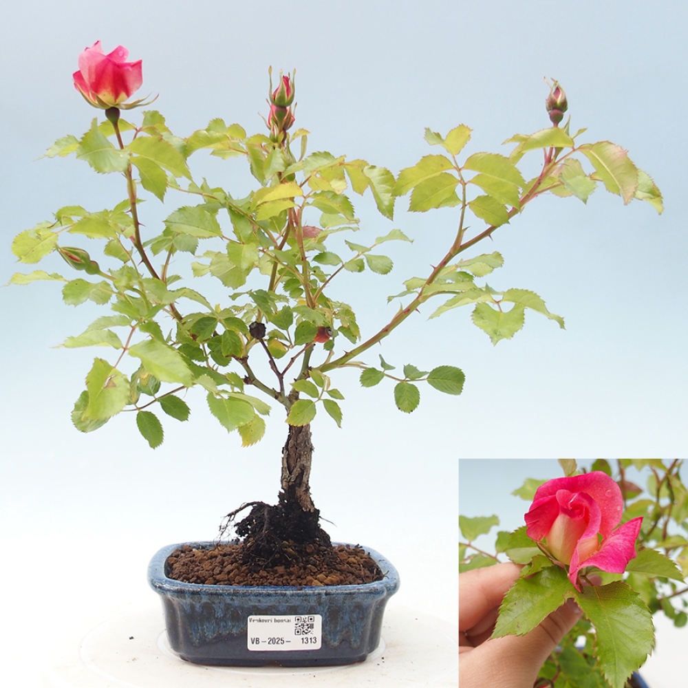 Venkovní bonsai - Rosa Kordes -  růže
