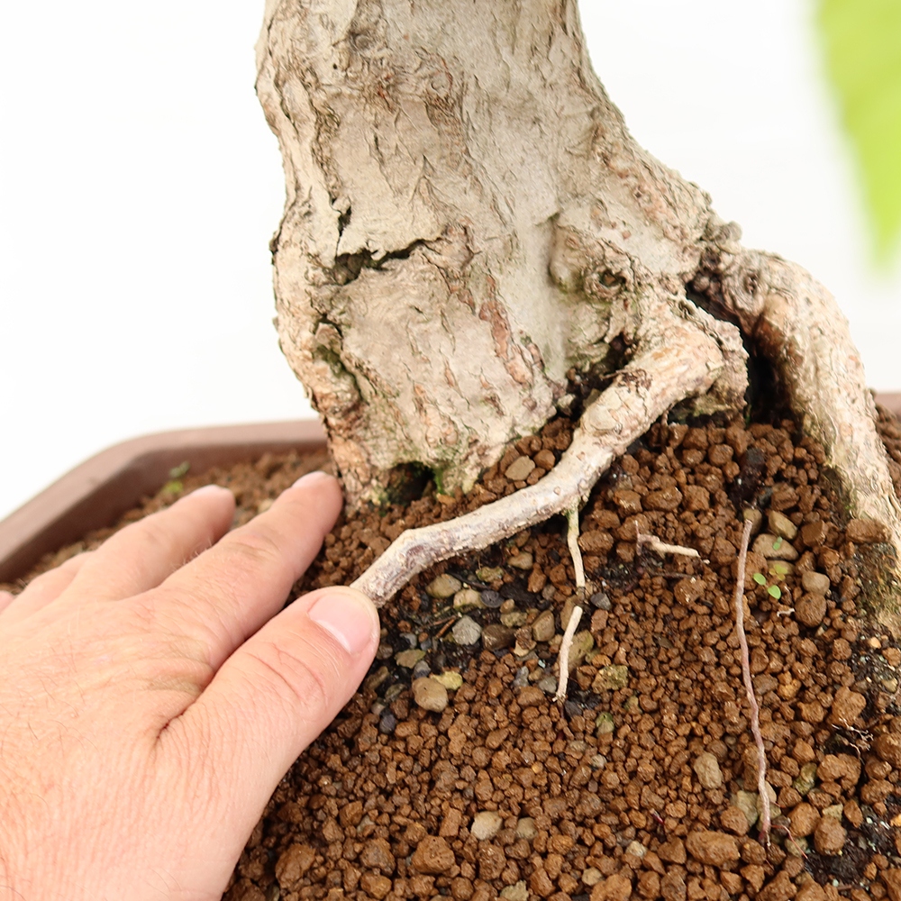 Venkovní bonsai -Carpinus Coreana - Habr korejský