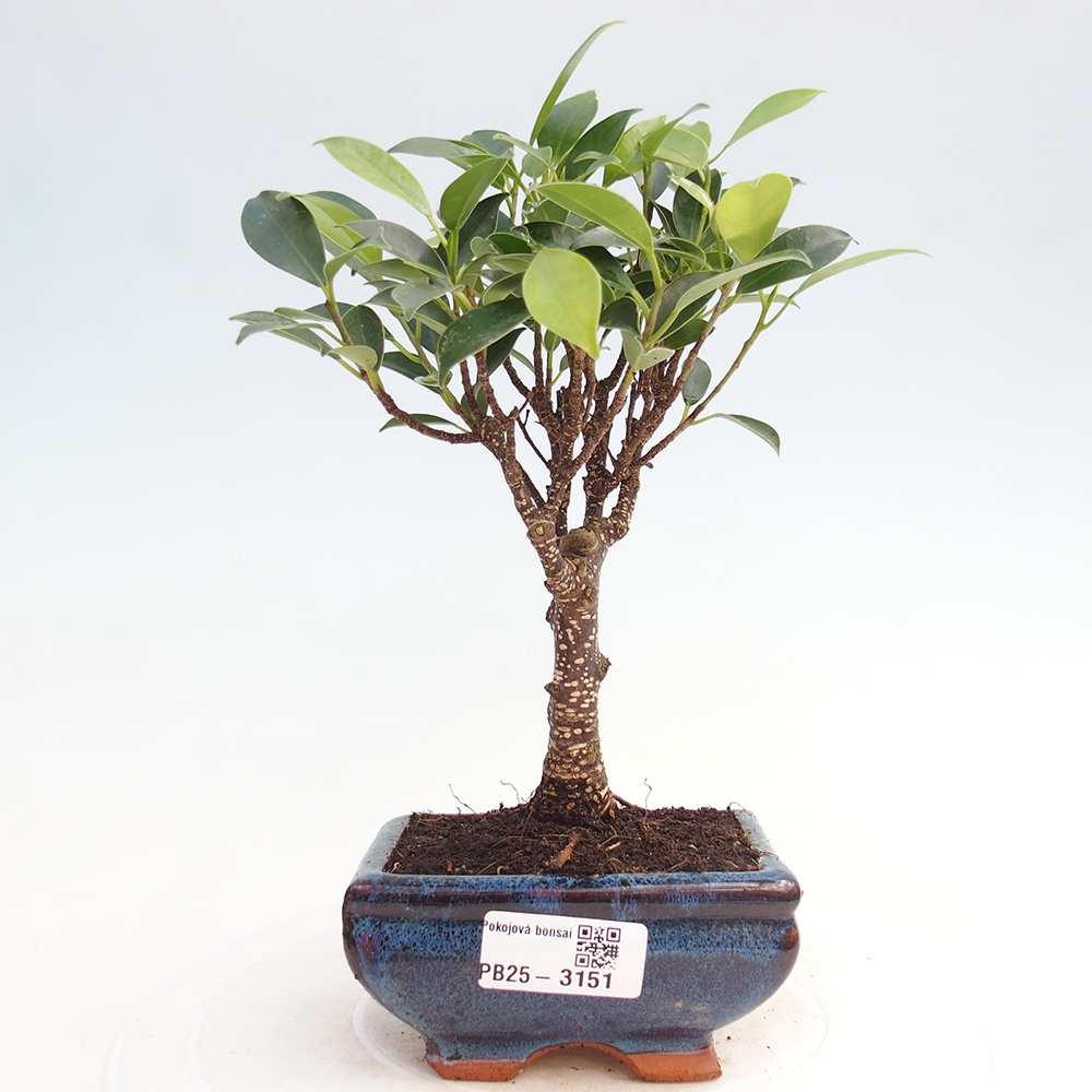 Pokojová bonsai Ficus retusa kimmen