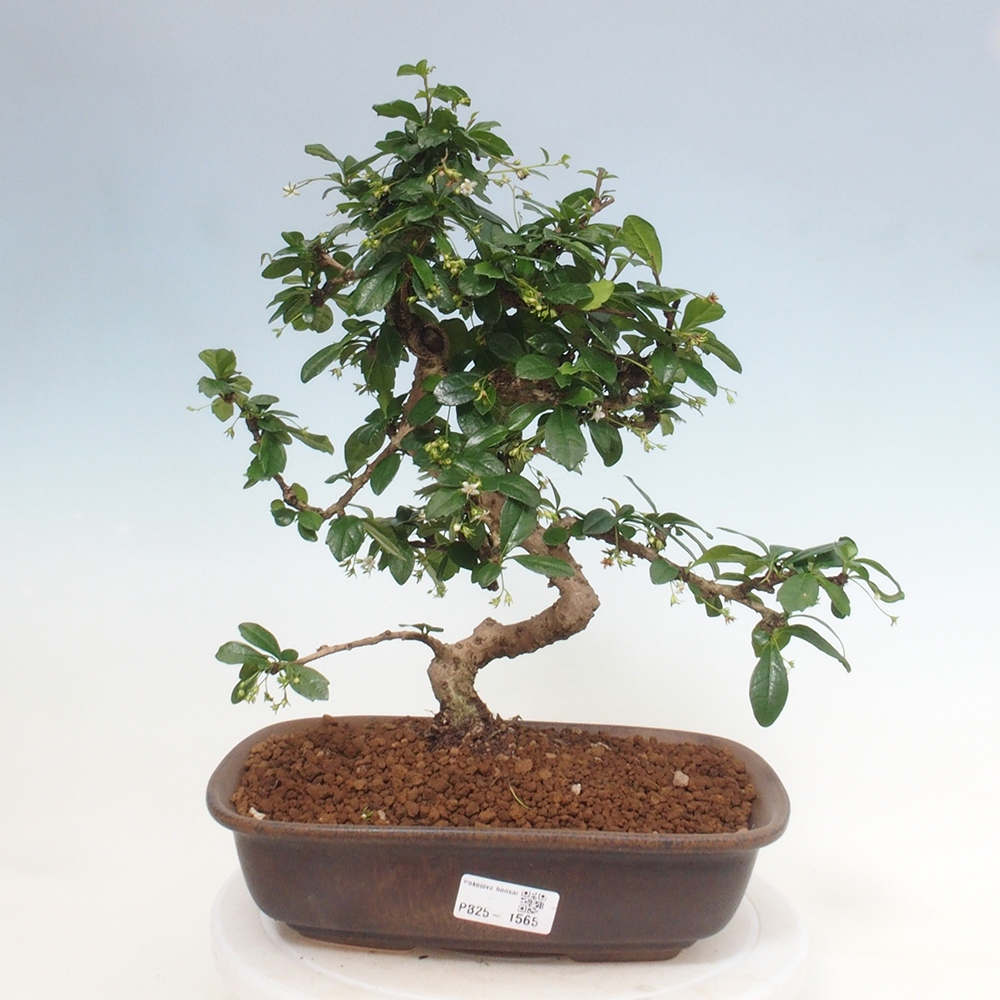 Pokojová bonsai - Carmona macrophylla - Čaj fuki