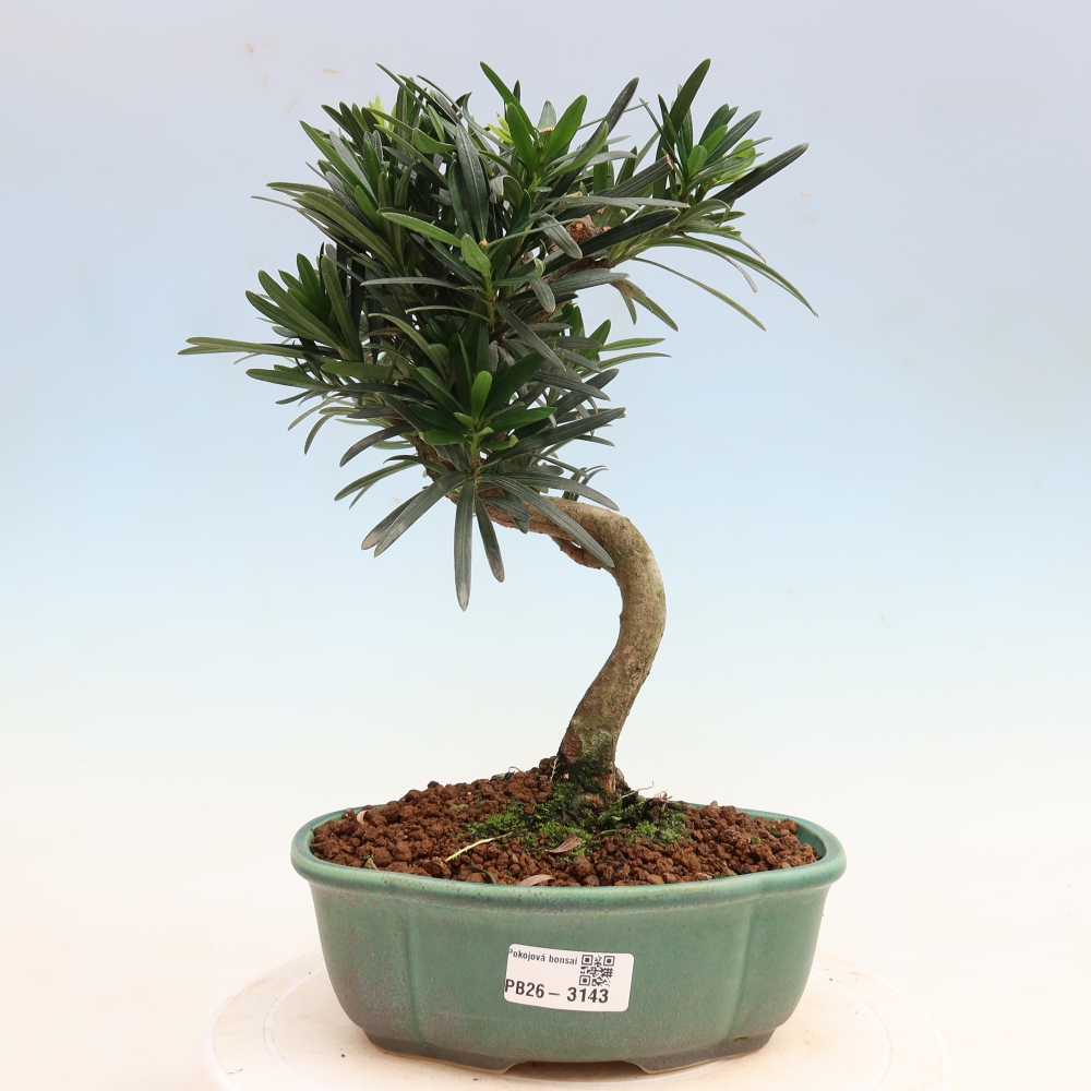 Pokojová bonsai - Podocarpus - Kamenný tis