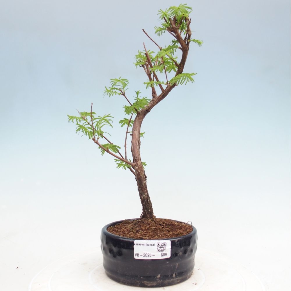 Venkovní bonsai - Metasequoia glyptostroboides - Metasekvoje čínská