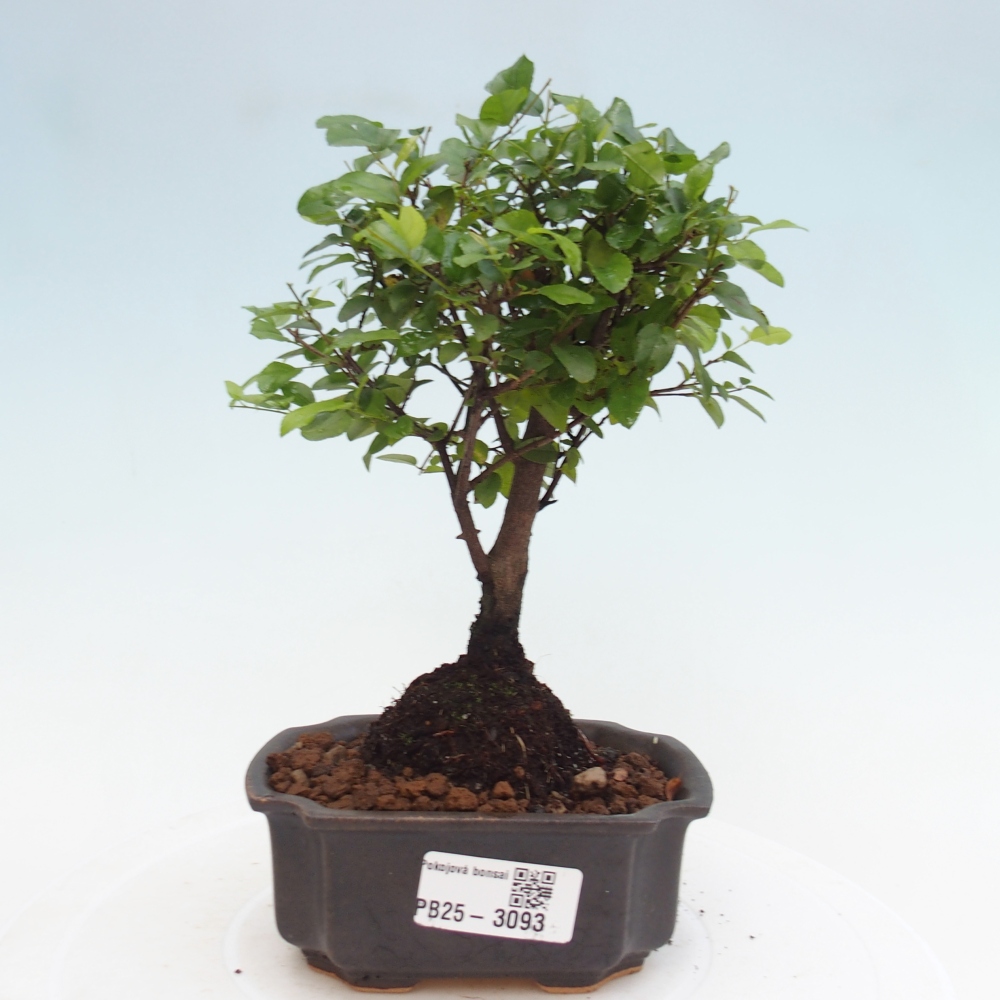 Pokojová bonsai - Sagerécie thea - Sagerécie thea