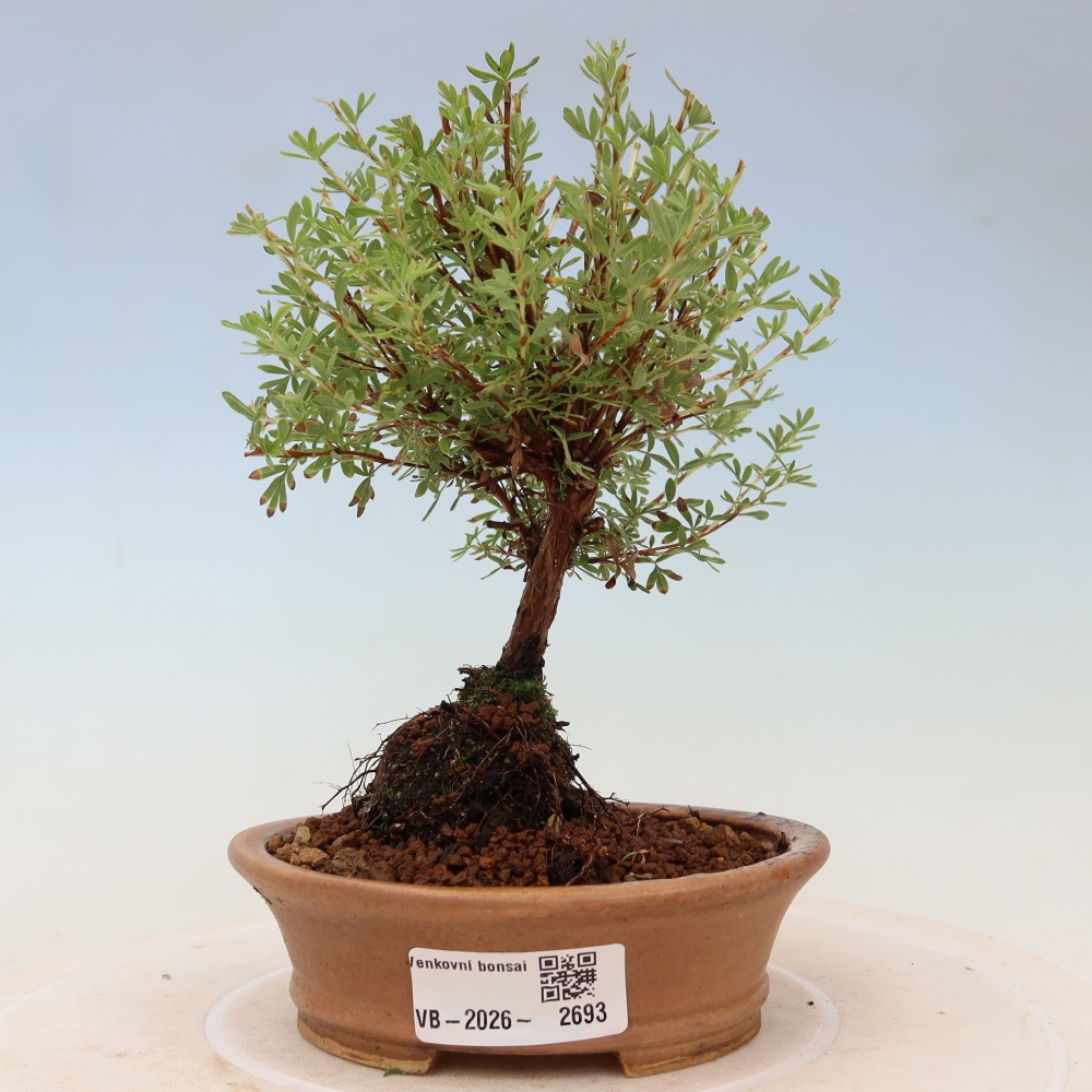 Venkovní bonsai-Mochna křovitá - potentila fruticosa Goldkissen