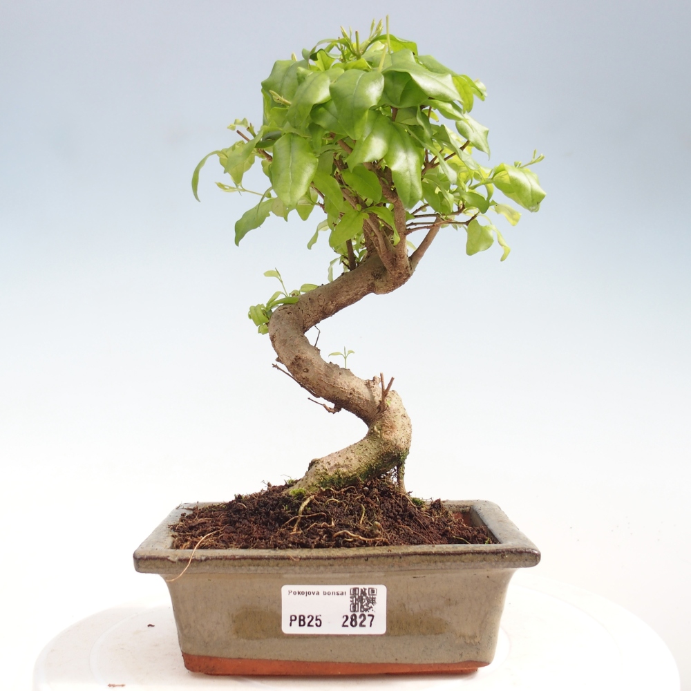 Pokojová bonsai -Ligustrum chinensis - Ptačí zob