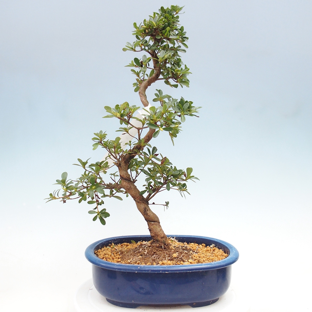 Venkovní bonsai - Japonská azalka - Azalea Asahi-no-izumi