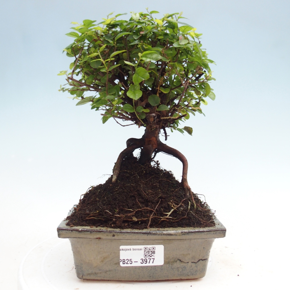 Pokojová bonsai - Sagerécie thea - Sagerécie thea