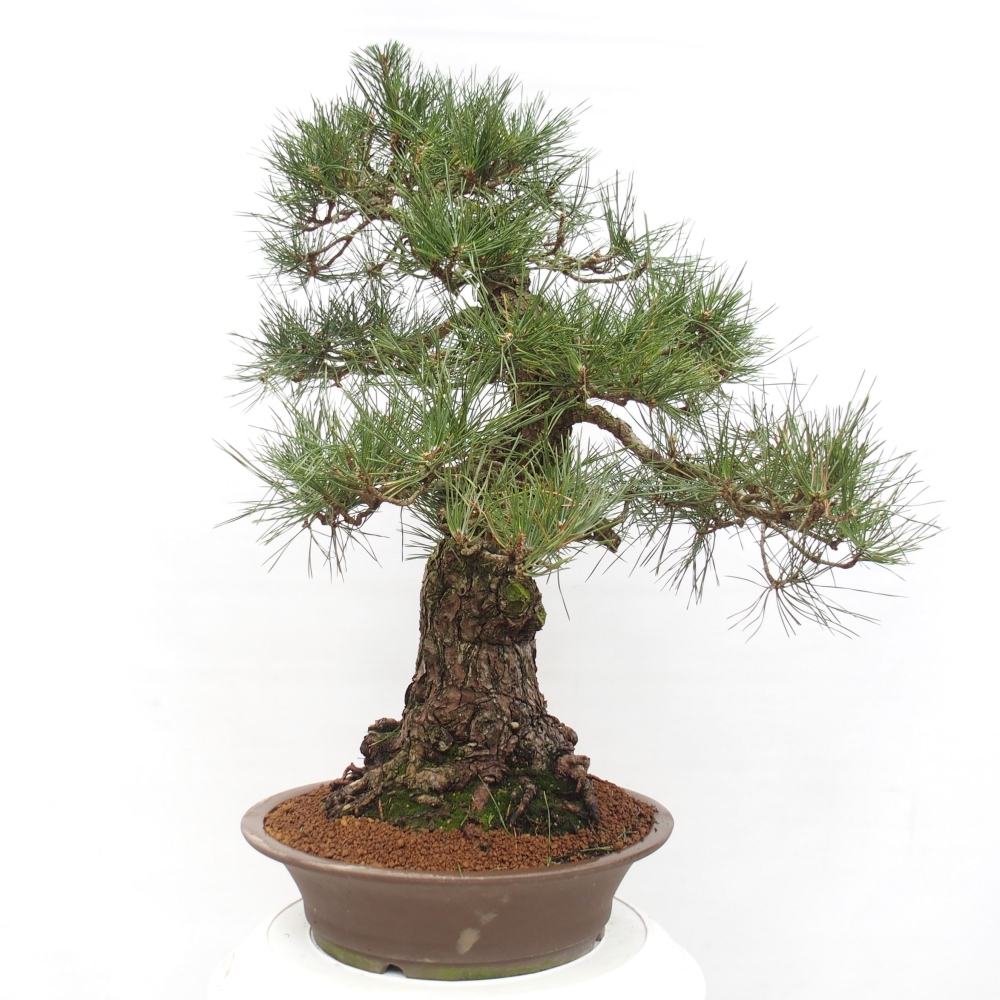 Venkovní bonsai - Pinus thunbergii - Borovice thunbergova