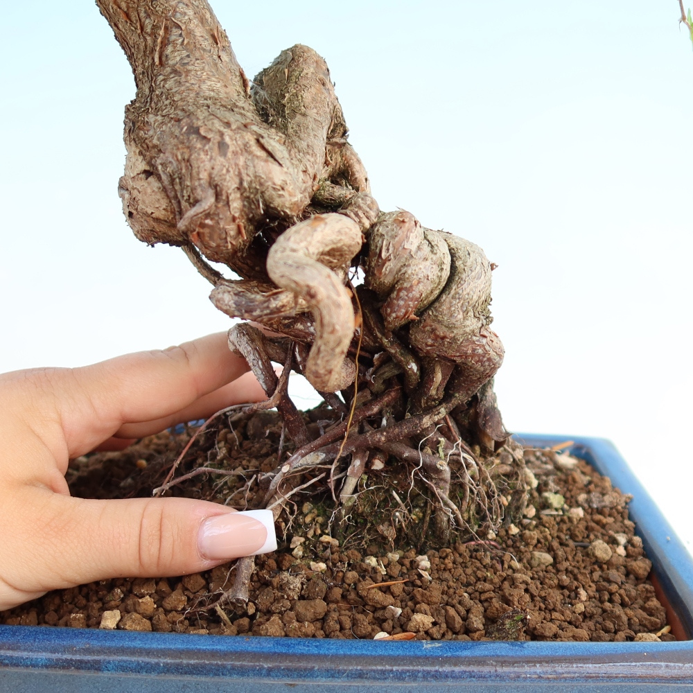Venkovní bonsai -Carpinus coreana - Habr korejský