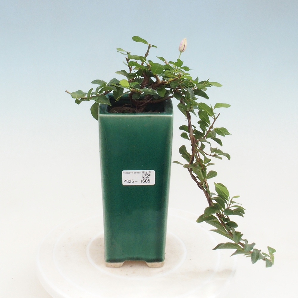Pokojová bonsai - Grewia occidentalis - Hvězdice levandulová