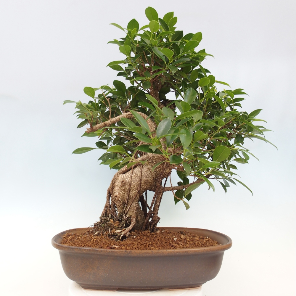Pokojová bonsai - Ficus kimmen -  malolistý fíkus - POUZE OSOBNÍ ODBĚR nebo paletová přeprava