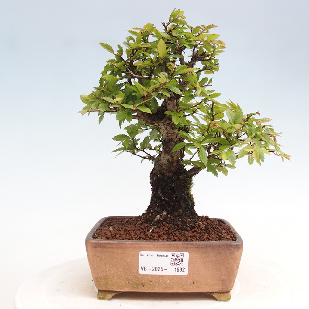 Venkovní bonsai - Zelkova - Zelkova NIRE