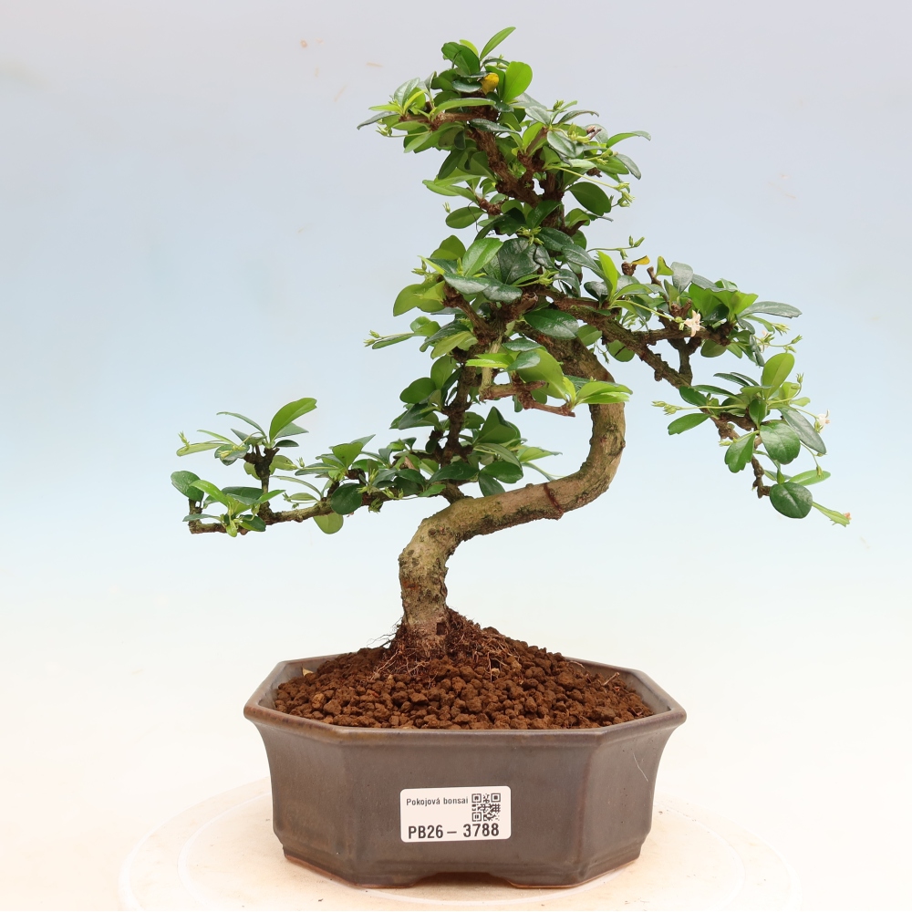 Pokojová bonsai - Carmona macrophylla - Čaj fuki